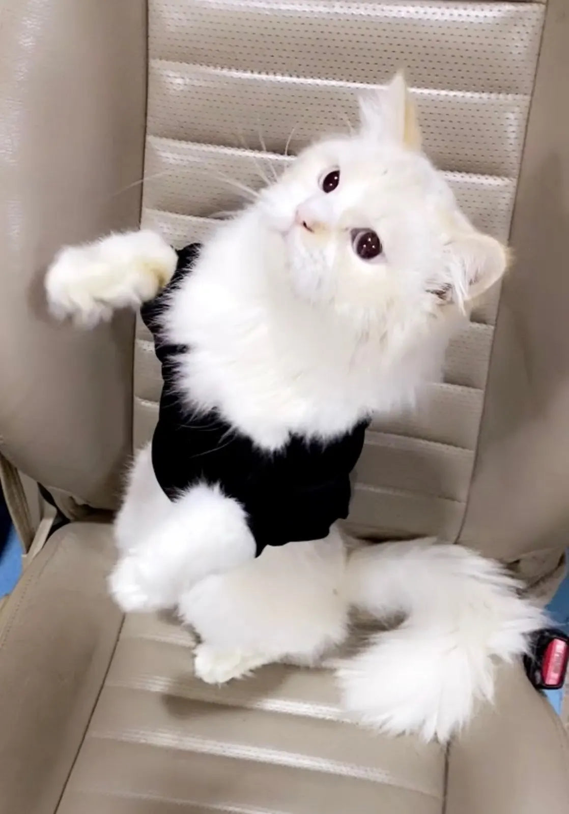 Cat Hoodie - The Cat Face