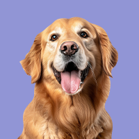 Dogs
