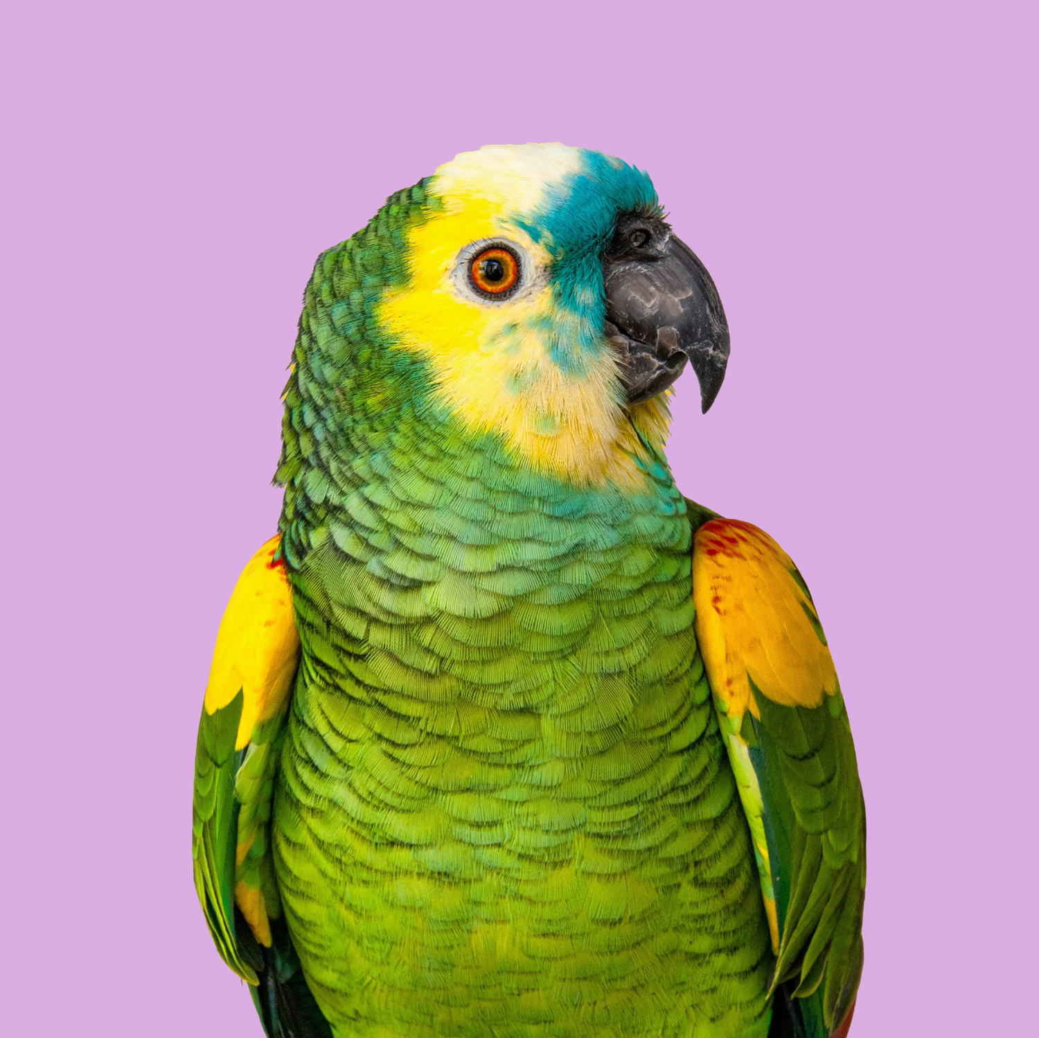 Birds