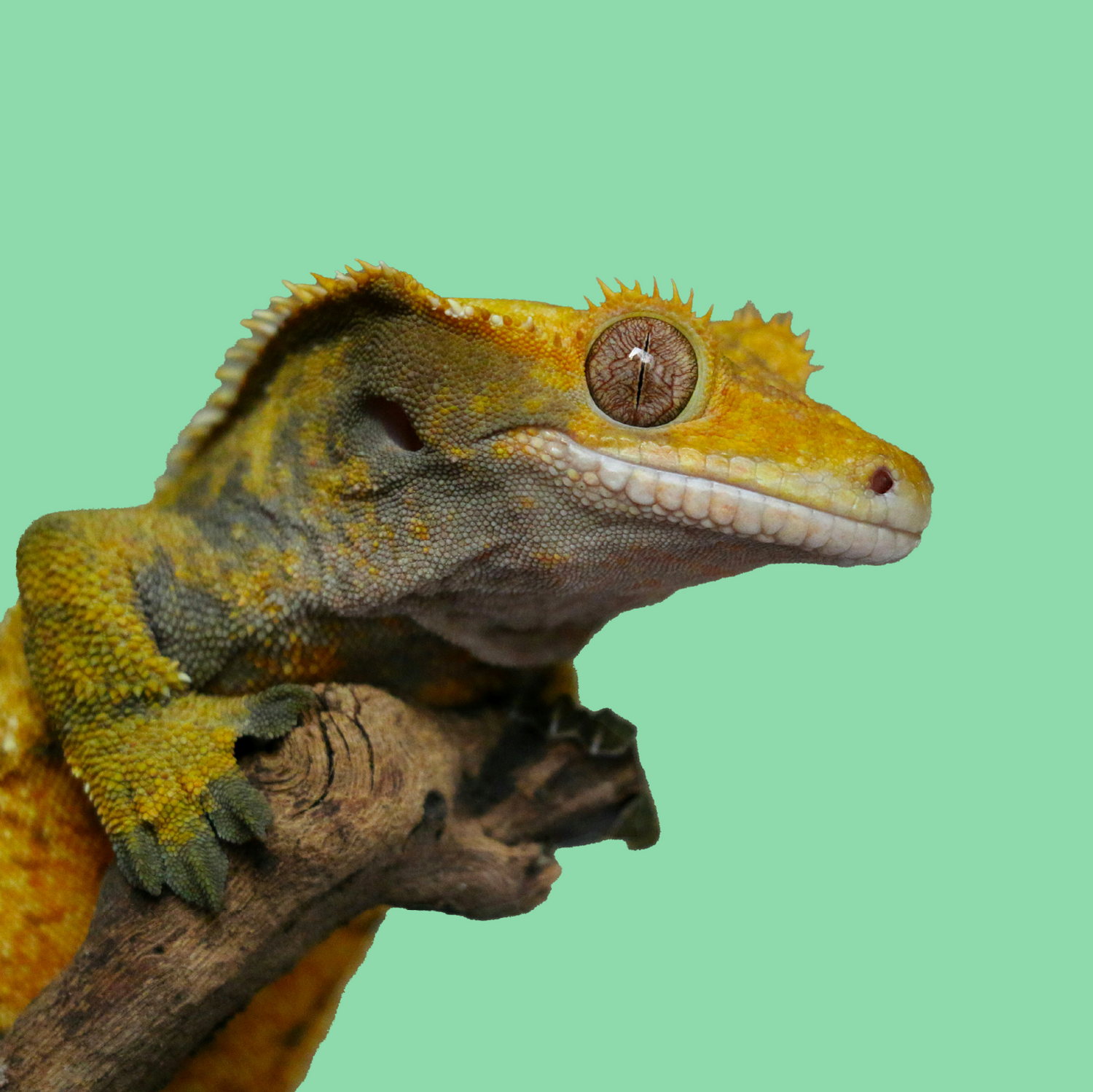 Reptiles