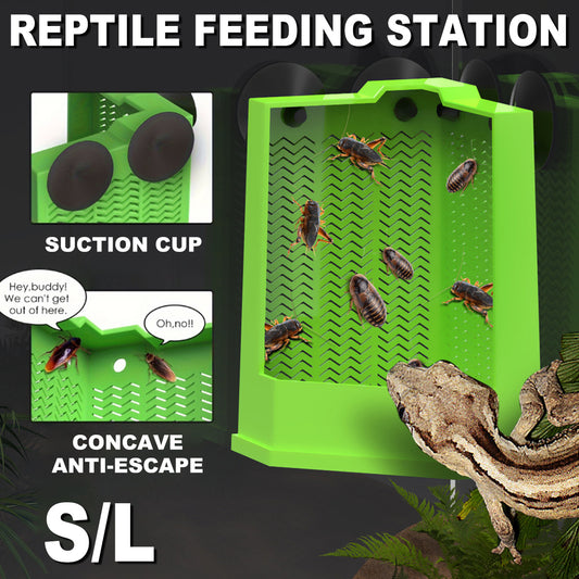 Green Reptile Feeding Station with Anti-Escape Design