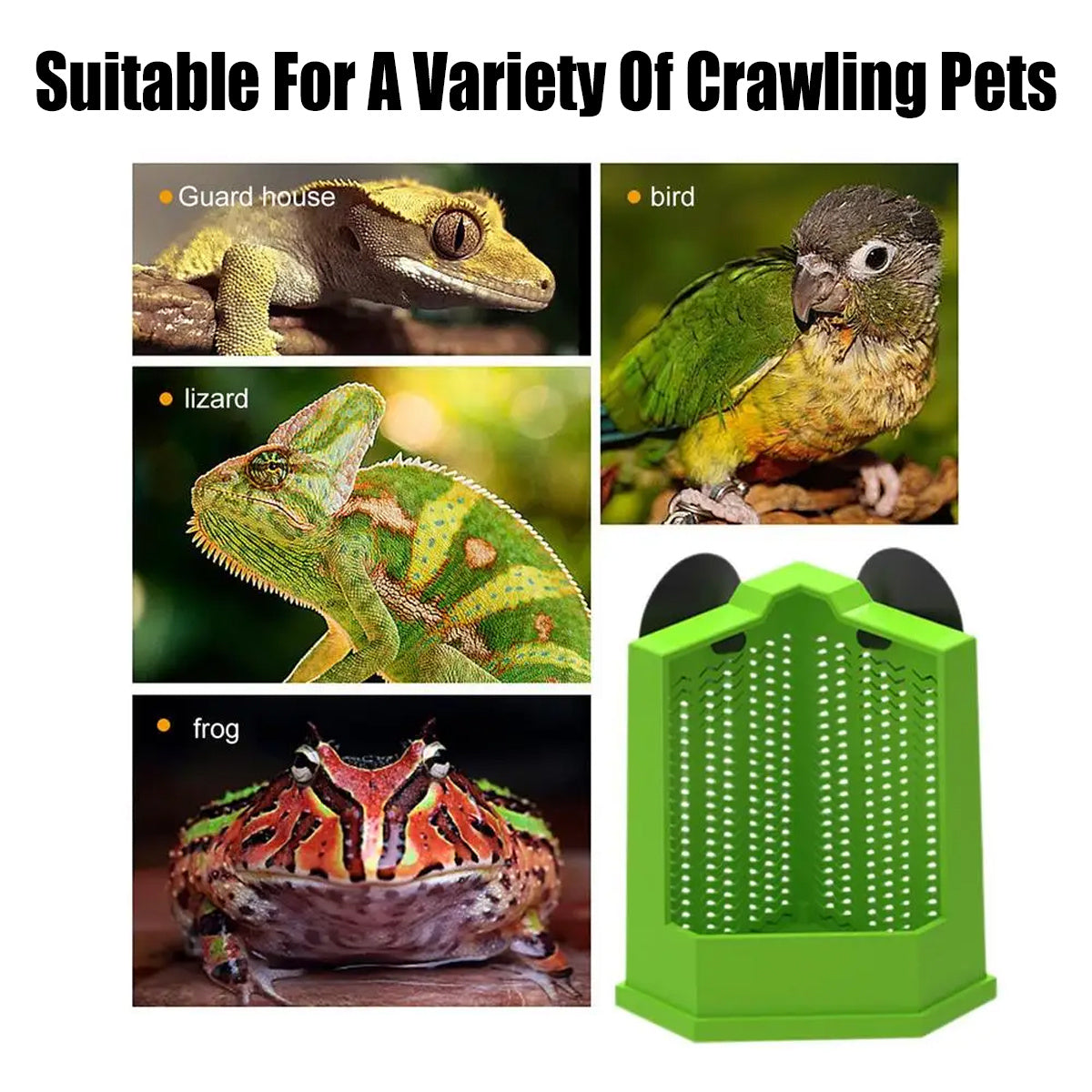 Green Reptile Feeding Station with Anti-Escape Design