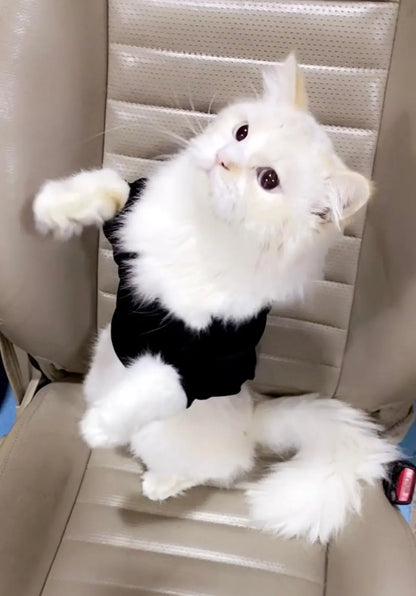 Cat Hoodie - The Cat Face