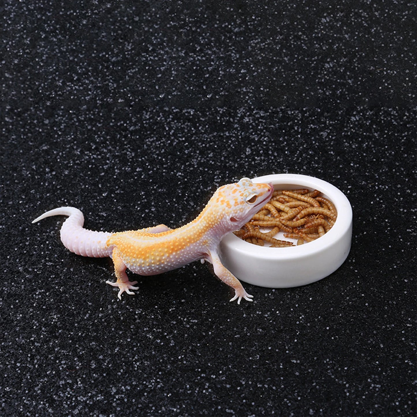 Ceramic Reptile Feeding Bowl – Anti-Escape Dish for Worms & Insects