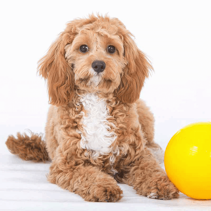 Aussie Dog Mini Snack Pack – Treat Dispensing Ball (Small Hole)
