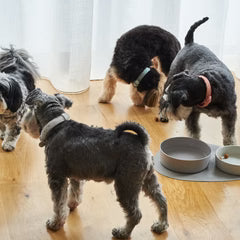 Lilly + Dash Boucle Collar