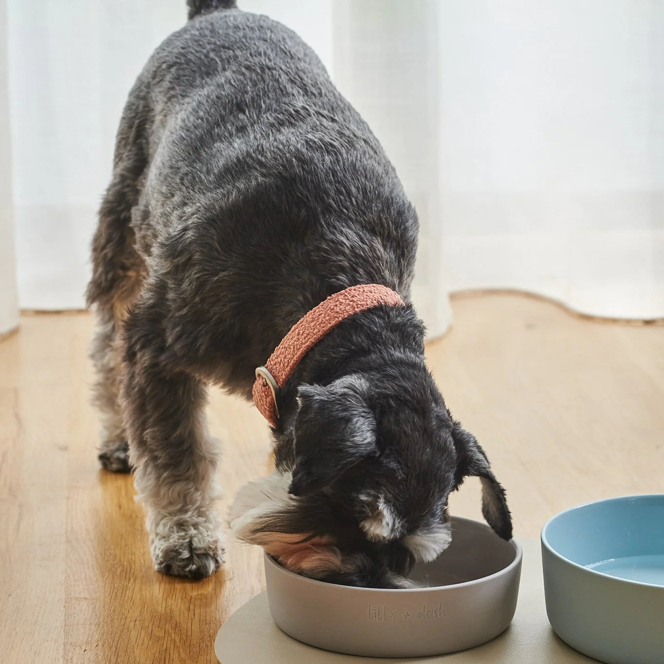 Lilly + Dash Boucle Collar