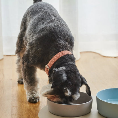 Lilly + Dash Boucle Collar