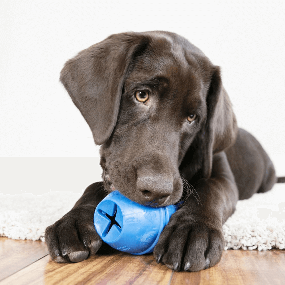 KONG Genius Leo - Assorted Colours