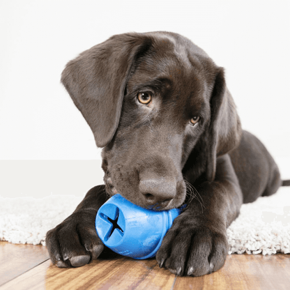 KONG Genius Leo - Assorted Colours